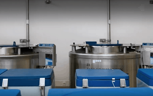 cryopreservation